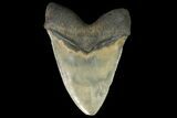 Serrated, Fossil Megalodon Tooth - Monster Meg Tooth #156540-2